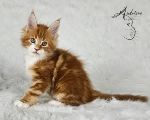 Rudo biały maine coon
