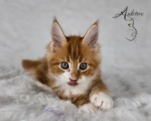 Rudo biały maine coon