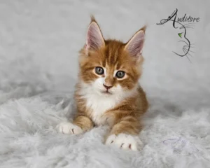Rudo biały maine coon