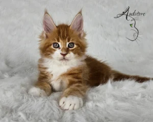 Arthas Auditore – rudo-biały kocur Maine Coon z hodowli Auditore*PL, prezentujący swoje imponujące umaszczenie.