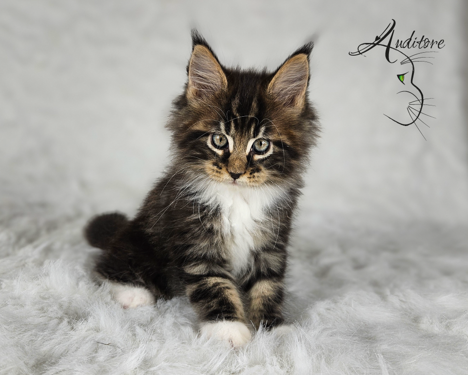 Czarny pragowany Maine Coon z bielą