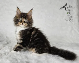 Czarny pragowany Maine Coon z bielą