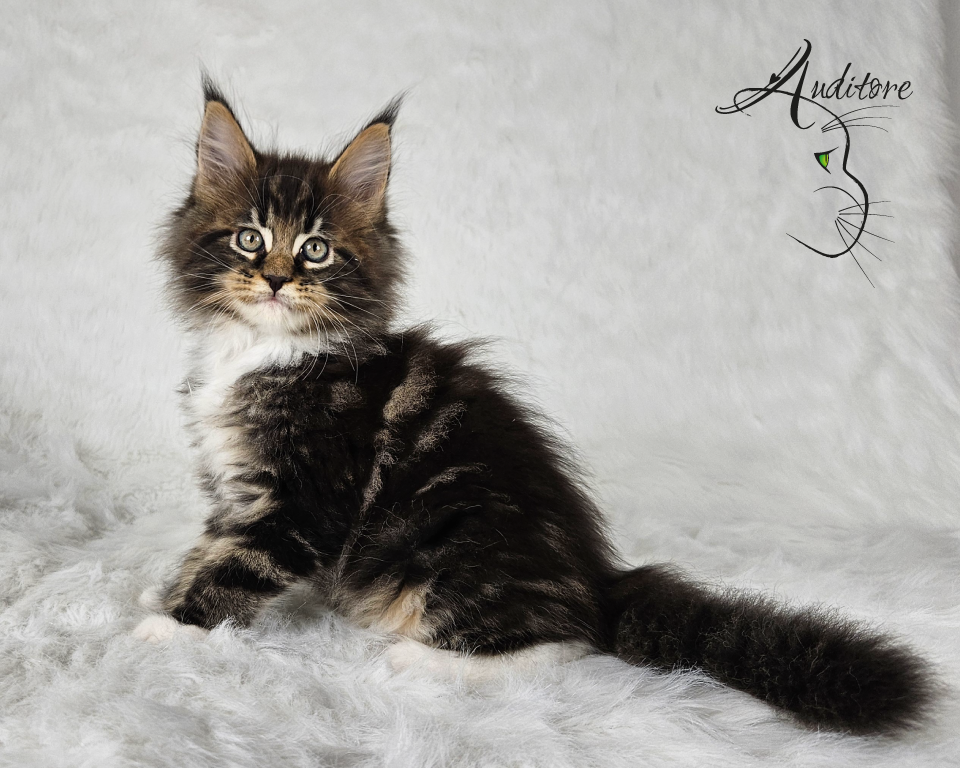 Czarny pragowany Maine Coon z bielą