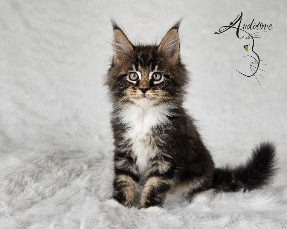 Czarny pragowany Maine Coon z bielą