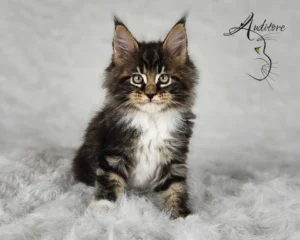 Czarny pragowany Maine Coon z bielą