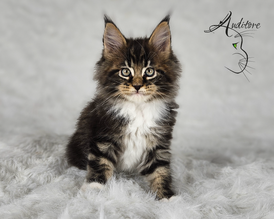 Czarny pragowany Maine Coon z bielą