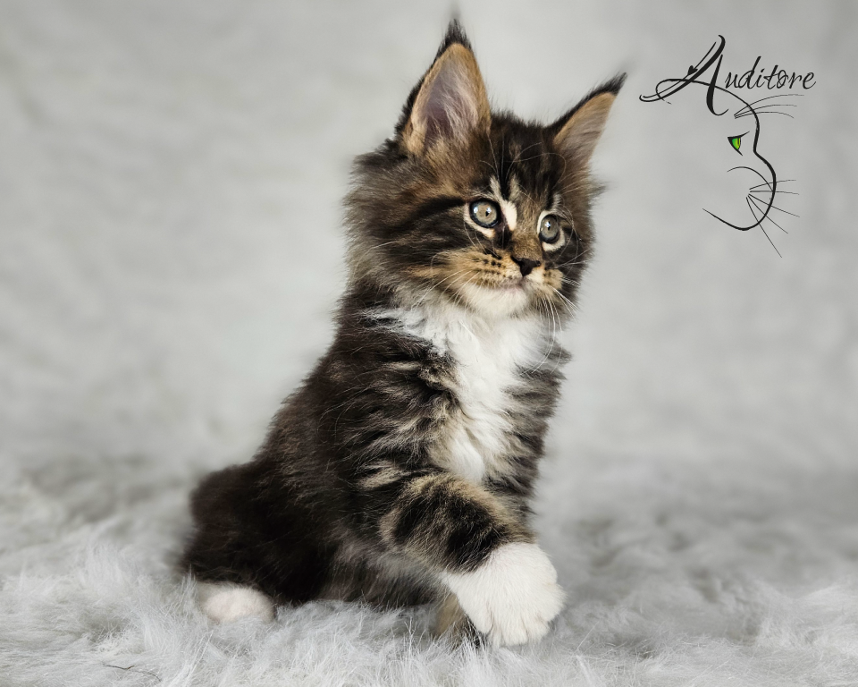 Czarny pragowany Maine Coon z bielą