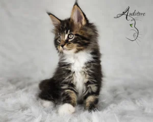 Czarny pragowany Maine Coon z bielą