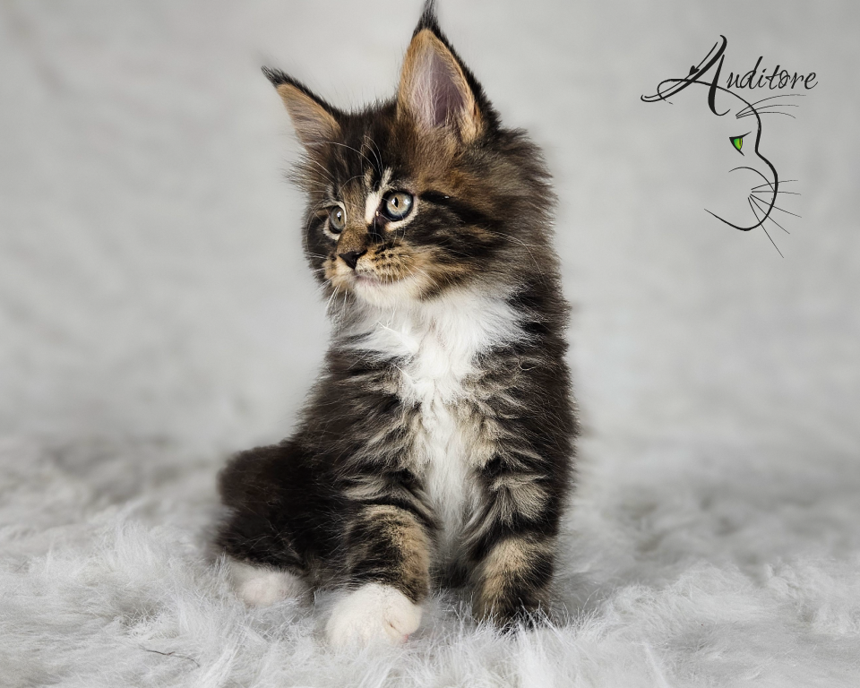 Czarny pragowany Maine Coon z bielą