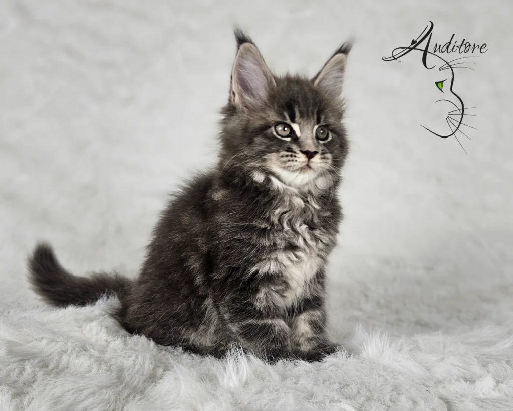 -miesięczny szaro-pręgowany kociak Maine Coon (MCO a 22) siedzący na białym futrze, logo hodowli Auditore*PL. Hodowla kotów Maine Coon, kocięta z rodowodem
