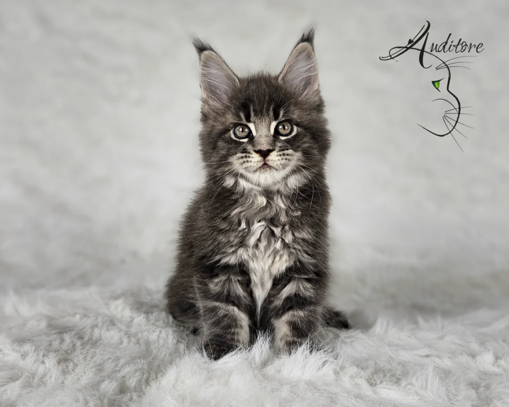 -miesięczny szaro-pręgowany kociak Maine Coon (MCO a 22) siedzący na białym futrze, logo hodowli Auditore*PL. Hodowla kotów Maine Coon, kocięta z rodowodem