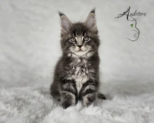 -miesięczny szaro-pręgowany kociak Maine Coon (MCO a 22) siedzący na białym futrze, logo hodowli Auditore*PL. Hodowla kotów Maine Coon, kocięta z rodowodem
