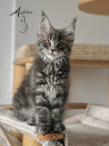 Szaro-pręgowany kociak Maine Coon (MCO a 22) siedzący na drapaku, logo hodowli Auditore*PL. Hodowla kotów Maine Coon, kocięta z rodowodem.