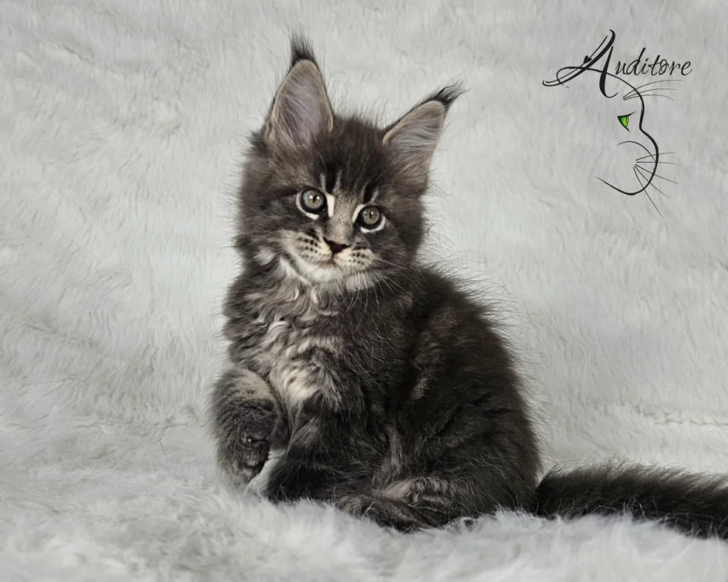 -miesięczny szaro-pręgowany kociak Maine Coon (MCO a 22) siedzący na białym futrze, logo hodowli Auditore*PL. Hodowla kotów Maine Coon, kocięta z rodowodem