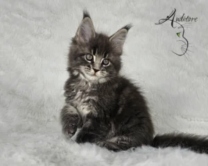 -miesięczny szaro-pręgowany kociak Maine Coon (MCO a 22) siedzący na białym futrze, logo hodowli Auditore*PL. Hodowla kotów Maine Coon, kocięta z rodowodem