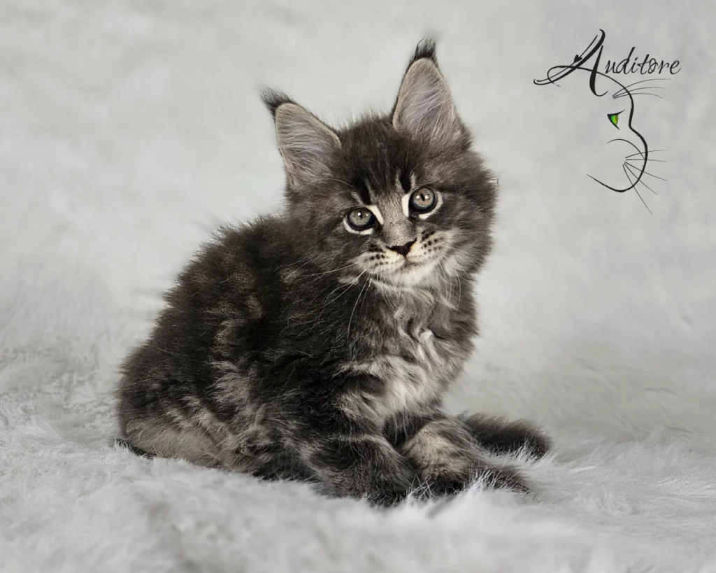 -miesięczny szaro-pręgowany kociak Maine Coon (MCO a 22) siedzący na białym futrze, logo hodowli Auditore*PL. Hodowla kotów Maine Coon, kocięta z rodowodem