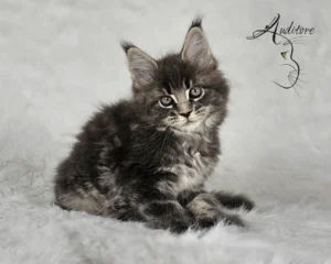 -miesięczny szaro-pręgowany kociak Maine Coon (MCO a 22) siedzący na białym futrze, logo hodowli Auditore*PL. Hodowla kotów Maine Coon, kocięta z rodowodem