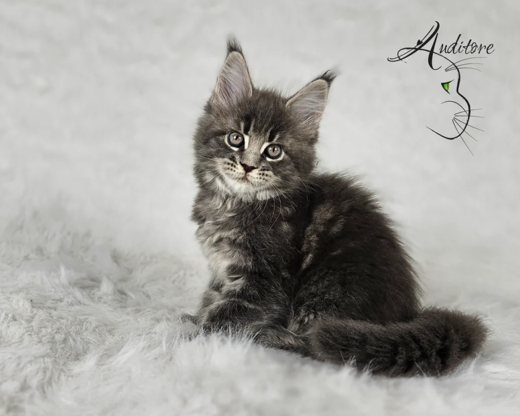 -miesięczny szaro-pręgowany kociak Maine Coon (MCO a 22) siedzący na białym futrze, logo hodowli Auditore*PL. Hodowla kotów Maine Coon, kocięta z rodowodem
