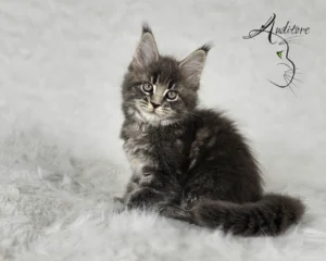 -miesięczny szaro-pręgowany kociak Maine Coon (MCO a 22) siedzący na białym futrze, logo hodowli Auditore*PL. Hodowla kotów Maine Coon, kocięta z rodowodem