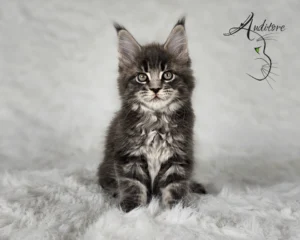 -miesięczny szaro-pręgowany kociak Maine Coon (MCO a 22) siedzący na białym futrze, logo hodowli Auditore*PL. Hodowla kotów Maine Coon, kocięta z rodowodem