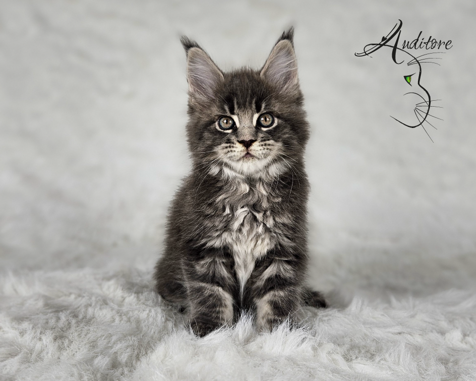 -miesięczny szaro-pręgowany kociak Maine Coon (MCO a 22) siedzący na białym futrze, logo hodowli Auditore*PL. Hodowla kotów Maine Coon, kocięta z rodowodem