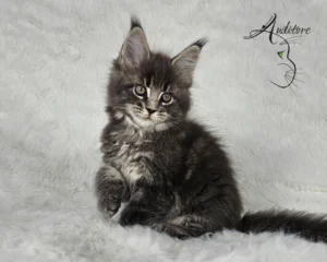 -miesięczny szaro-pręgowany kociak Maine Coon (MCO a 22) siedzący na białym futrze, logo hodowli Auditore*PL. Hodowla kotów Maine Coon, kocięta z rodowodem