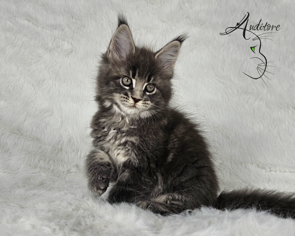 -miesięczny szaro-pręgowany kociak Maine Coon (MCO a 22) siedzący na białym futrze, logo hodowli Auditore*PL. Hodowla kotów Maine Coon, kocięta z rodowodem