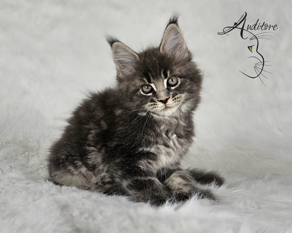 -miesięczny szaro-pręgowany kociak Maine Coon (MCO a 22) siedzący na białym futrze, logo hodowli Auditore*PL. Hodowla kotów Maine Coon, kocięta z rodowodem