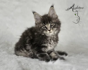 -miesięczny szaro-pręgowany kociak Maine Coon (MCO a 22) siedzący na białym futrze, logo hodowli Auditore*PL. Hodowla kotów Maine Coon, kocięta z rodowodem