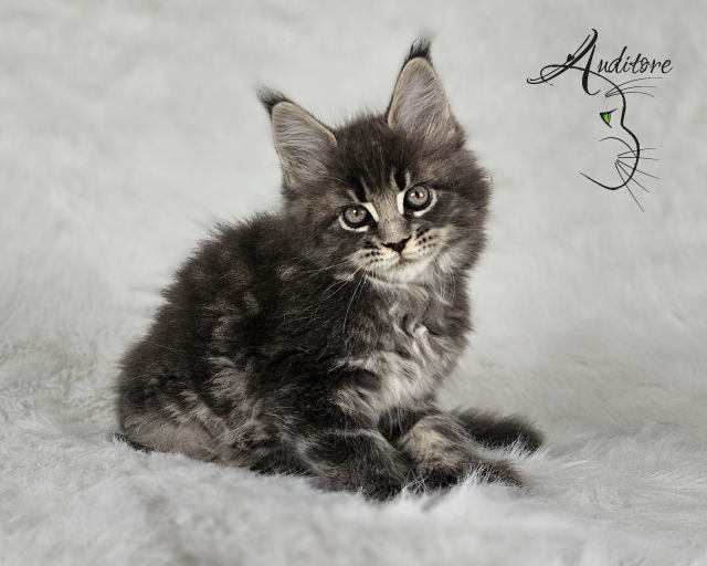 -miesięczny szaro-pręgowany kociak Maine Coon (MCO a 22) siedzący na białym futrze, logo hodowli Auditore*PL. Hodowla kotów Maine Coon, kocięta z rodowodem