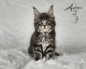 -miesięczny szaro-pręgowany kociak Maine Coon (MCO a 22) siedzący na białym futrze, logo hodowli Auditore*PL. Hodowla kotów Maine Coon, kocięta z rodowodem