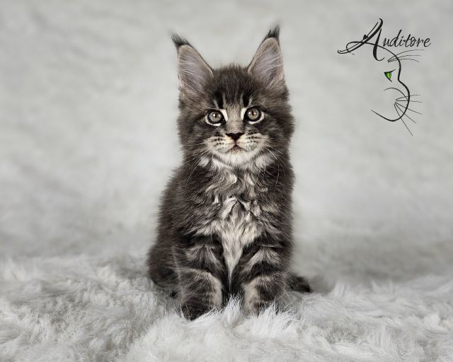 -miesięczny szaro-pręgowany kociak Maine Coon (MCO a 22) siedzący na białym futrze, logo hodowli Auditore*PL. Hodowla kotów Maine Coon, kocięta z rodowodem