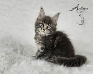 -miesięczny szaro-pręgowany kociak Maine Coon (MCO a 22) siedzący na białym futrze, logo hodowli Auditore*PL. Hodowla kotów Maine Coon, kocięta z rodowodem