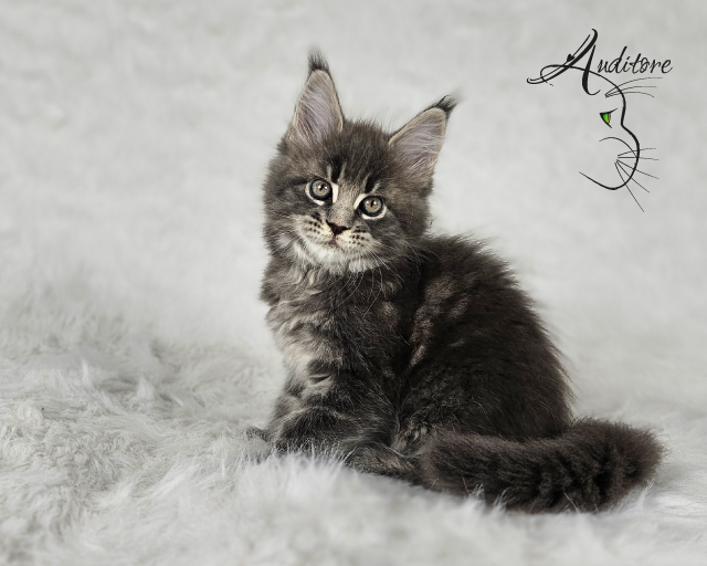 -miesięczny szaro-pręgowany kociak Maine Coon (MCO a 22) siedzący na białym futrze, logo hodowli Auditore*PL. Hodowla kotów Maine Coon, kocięta z rodowodem