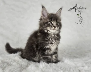 -miesięczny szaro-pręgowany kociak Maine Coon (MCO a 22) siedzący na białym futrze, logo hodowli Auditore*PL. Hodowla kotów Maine Coon, kocięta z rodowodem