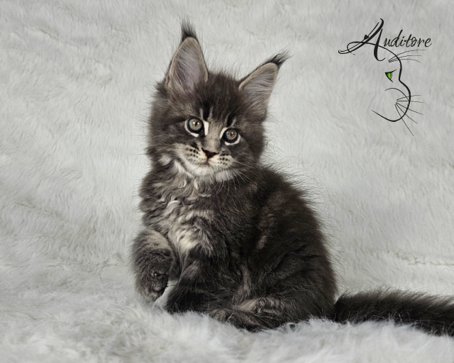-miesięczny szaro-pręgowany kociak Maine Coon (MCO a 22) siedzący na białym futrze, logo hodowli Auditore*PL. Hodowla kotów Maine Coon, kocięta z rodowodem