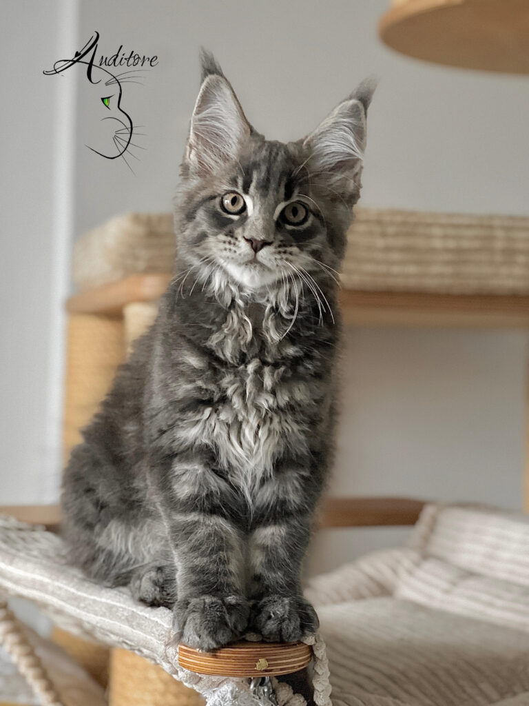 Szaro-pręgowany kociak Maine Coon (MCO a 22) siedzący na drapaku, logo hodowli Auditore*PL. Hodowla kotów Maine Coon, kocięta z rodowodem.