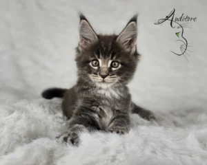 Maine Coon Niebieski