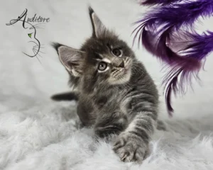 Kocięta Maine Coon podczas zabawy w hodowli Auditore*PL