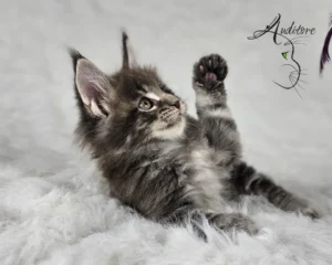 Maine Coon Niebieski