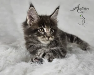Maine Coon Niebieski