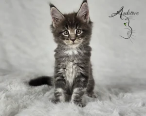 Maine Coon Niebieski