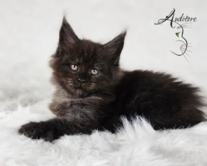 2-miesięczny czarny srebrny dymny kociak Maine Coon (MCO ns) siedzący na białym futrze, logo hodowli Auditore*PL. Hodowla kotów Maine Coon, kocięta z rodowodem.