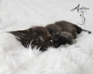 2-miesięczny czarny srebrny dymny kociak Maine Coon (MCO ns) siedzący na białym futrze, logo hodowli Auditore*PL. Hodowla kotów Maine Coon, kocięta z rodowodem.