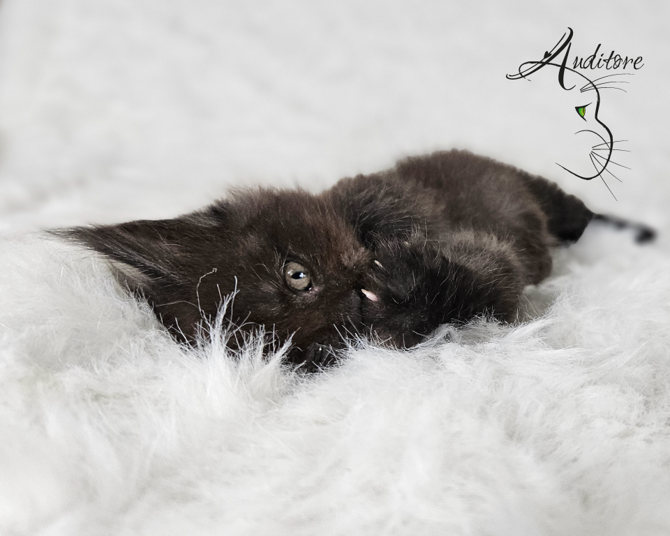 2-miesięczny czarny srebrny dymny kociak Maine Coon (MCO ns) siedzący na białym futrze, logo hodowli Auditore*PL. Hodowla kotów Maine Coon, kocięta z rodowodem.