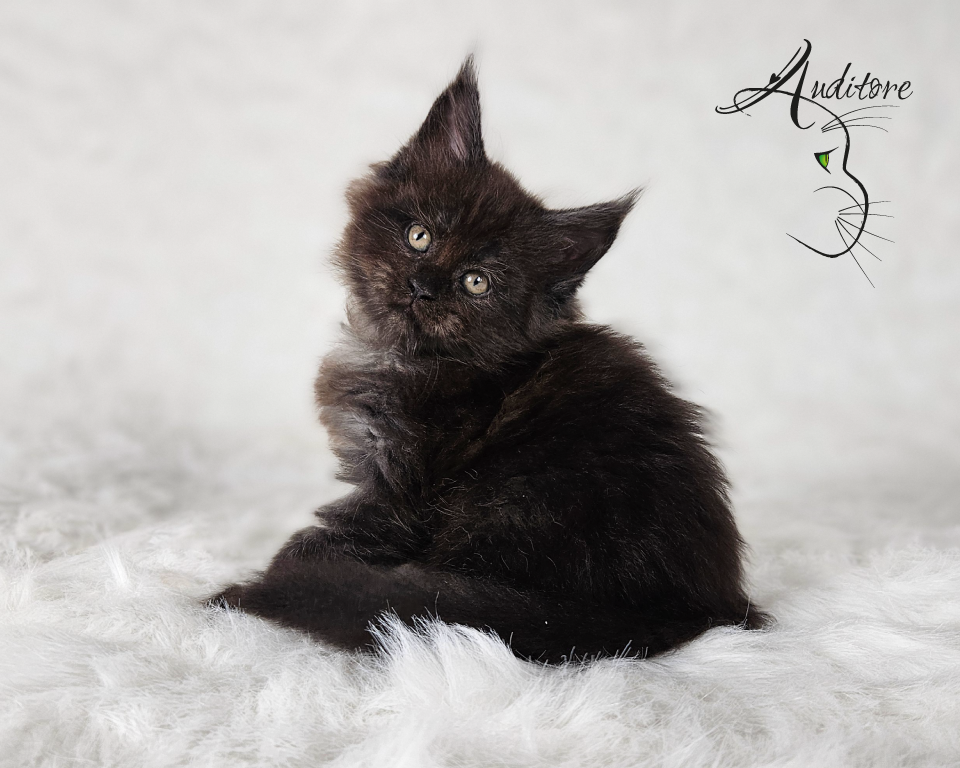 2-miesięczny czarny srebrny dymny kociak Maine Coon (MCO ns) siedzący na białym futrze, logo hodowli Auditore*PL. Hodowla kotów Maine Coon, kocięta z rodowodem.