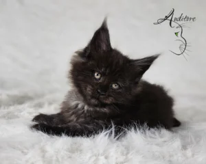 Maine Coon czarny,2-miesięczny czarny srebrny dymny kociak Maine Coon (MCO ns) siedzący na białym futrze, logo hodowli Auditore*PL. Hodowla kotów Maine Coon, kocięta z rodowodem.