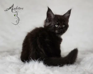 2-miesięczny czarny srebrny dymny kociak Maine Coon (MCO ns) siedzący na białym futrze, logo hodowli Auditore*PL. Hodowla kotów Maine Coon, kocięta z rodowodem.