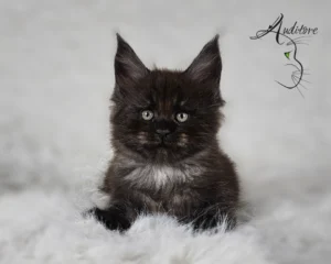 Czarny z siwą grzywą maine coon,2-miesięczny czarny srebrny dymny kociak Maine Coon (MCO ns) siedzący na białym futrze, logo hodowli Auditore*PL. Hodowla kotów Maine Coon, kocięta z rodowodem.