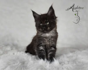 2-miesięczny czarny srebrny dymny kociak Maine Coon (MCO ns) siedzący na białym futrze, logo hodowli Auditore*PL. Hodowla kotów Maine Coon, kocięta z rodowodem.